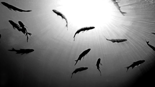 Život pod vodou - 2. místo - studenti SŠ a učilišť