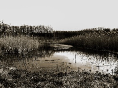 Mokřad - 2. místo - studenti VŠ a dospělí do 26 let