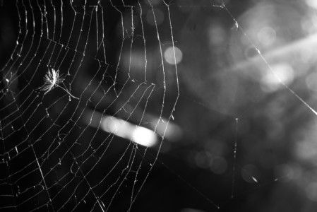 Střední školy, 1. místo, Kateřina K., "Lapen v síti"