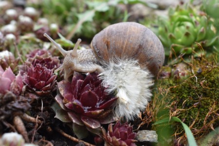 1.-3. třída, 1. místo, Viktor L., "Šnek"