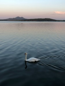 Střední školy, 3. místo, Vo L., "Domov zvířat"