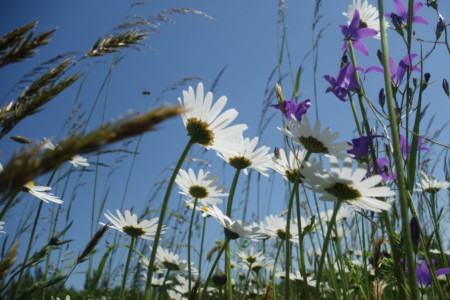4.-6. třída, 1. místo, Nikola S., "Na louce"