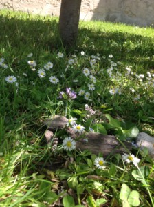 Handicapovaní a žáci spec. škol, 2. místo, Sára L., "Pronajmu domeček na louce"