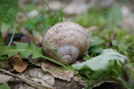 Handicapovaní a žáci spec. škol, 1. místo, Linda Š., "Šnečí domeček"