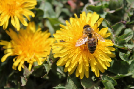 4.-6. třída, 3. místo, Adéla G., "Pilná včelka"