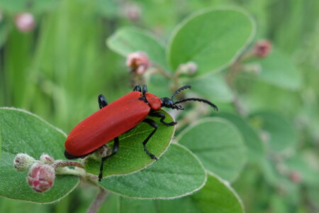 7.-9. třída, 1. místo, Barbora H., "Červeňásek na cestách"