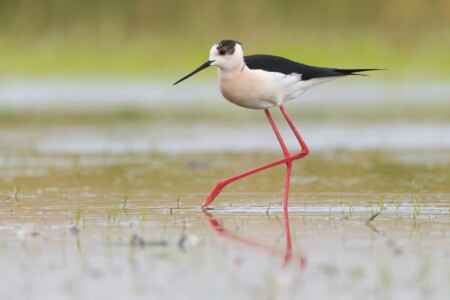 Střední školy, 2. místo, Matyáš M., "Elegantní krok"