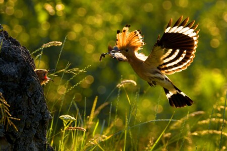 Střední školy, 1. místo, Matyáš M., "Krmení"